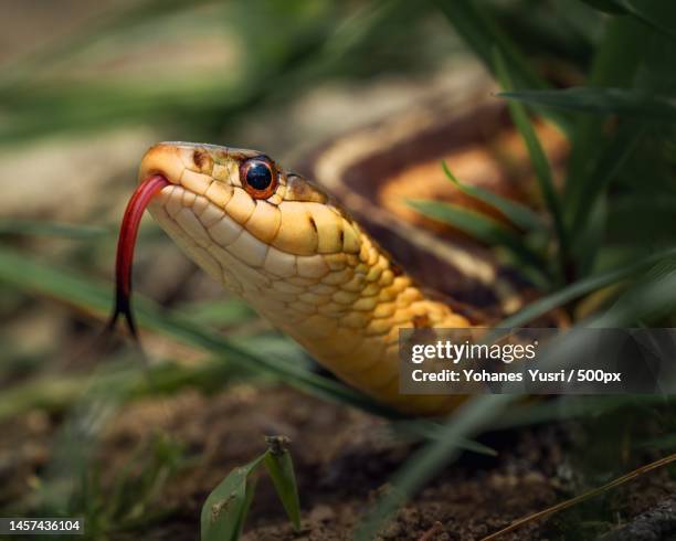 close-up of garter common garter snake on field - garter snake fotografías e imágenes de stock