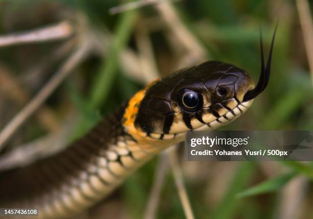 close-up of grass viper on field - grass snake stock pictures, royalty-free photos & images