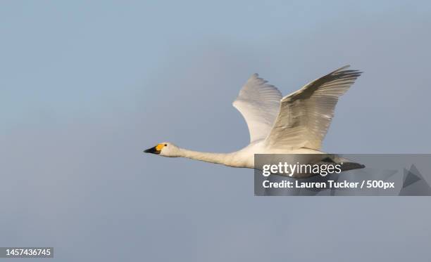 low angle view of swan flying against clear sky,wwt slimbridge,united kingdom,uk - lauren white stock pictures, royalty-free photos & images