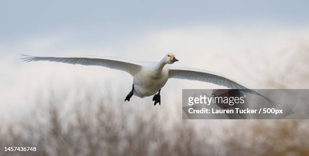 low angle view of snow goose flying against sky,wwt slimbridge,united kingdom,uk - snow goose stock pictures, royalty-free photos & images