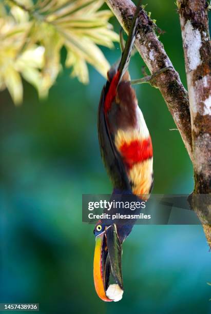 inverted, feeding, fiery-billed aracari, costa rica - costa rica toucan stock pictures, royalty-free photos & images