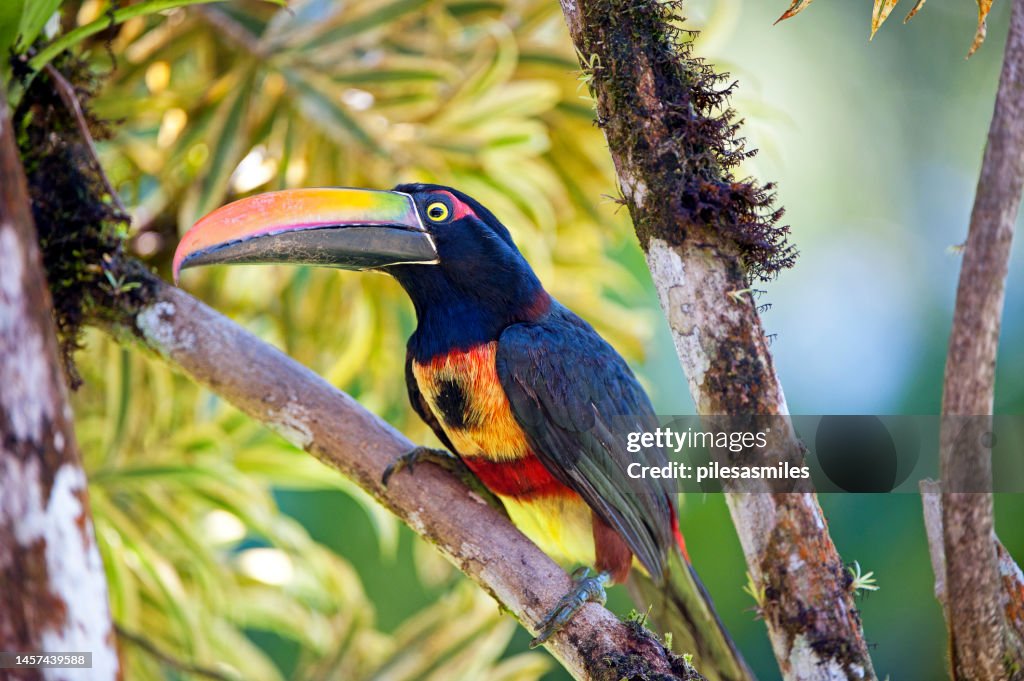 Close-up of Fiery-billed Aracari on tree branch, Costa Rica