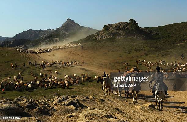 In this picture taken on June 2, 2012 shows Kazakh nomads herding their livestocks with their caravan across a plain in Altay, farwest China's...
