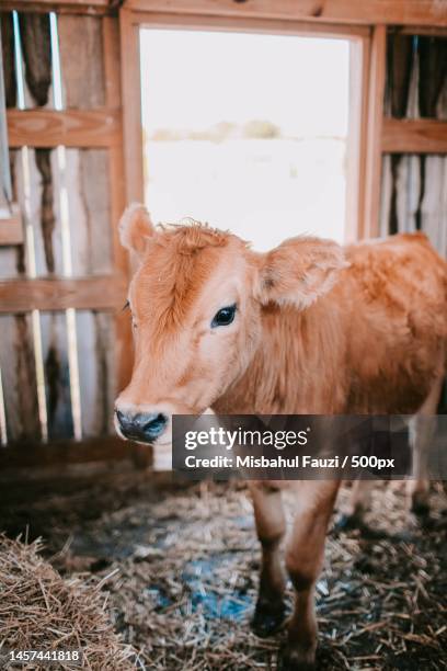 portrait of cow standing at farm,indonesia - cute cow stock pictures, royalty-free photos & images