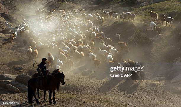 This picture taken on June 2, 2012 shows Kazakh nomads herding their livestocks with their caravan across a plain in Altay, farwest China's Xinjiang...