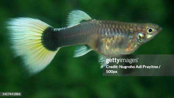 close-up of freshwater tropical tropical freshwater fish swimming in aquarium,indonesia - guppy fisch stock-fotos und bilder