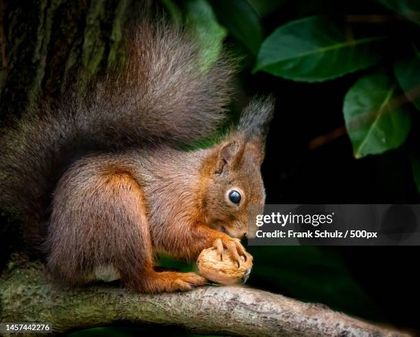 close-up of american red squirrel eating food on tree,germany - american red squirrel stock pictures, royalty-free photos & images