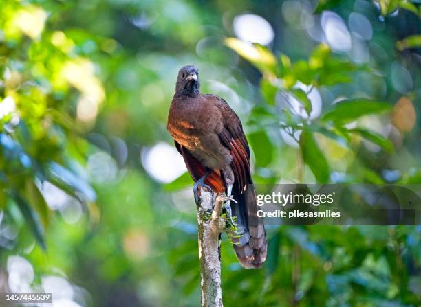 grey-headed chachalaca perching on top of stump, la selva, costa rica - chachalaca bird stock pictures, royalty-free photos & images