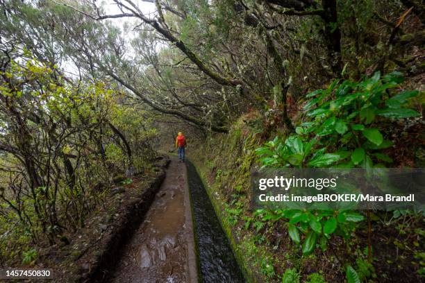 hiker between densely growing forest at a water channel, at the hiking trail at levada do alecrim, rabacal, paul da serra, madeira, portugal - alecrim photos et images de collection