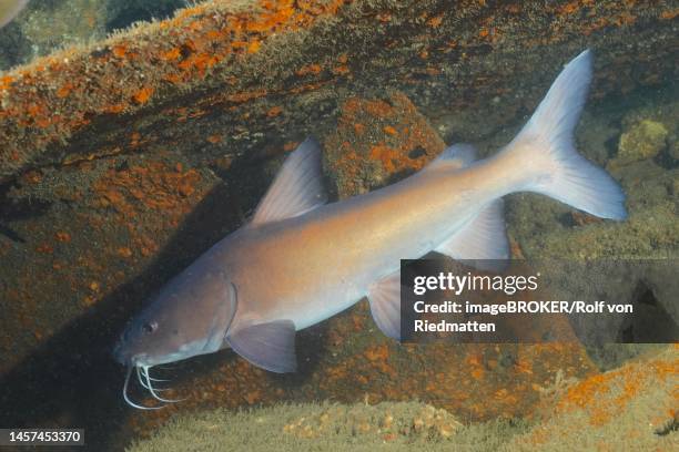 natal sea catfish (galeichthys trowi), catfish, endemic. dive site aliwal shoal, umkomaas, kwazulu natal, south africa - siluridae stock pictures, royalty-free photos & images