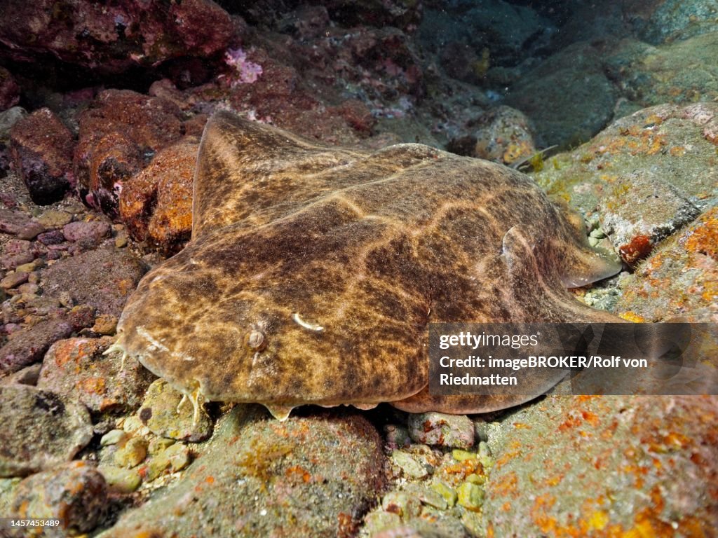 Dormant monkfish (Squatina squatina) . Dive site El Cabron Marine Reserve, Arinaga, Gran Canaria, Spain, Atlantic Ocean
