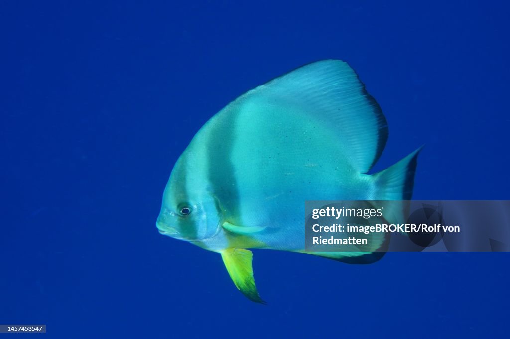 Orbicular batfish (Platax orbicularis) with solid blue background, releasable, Ras Mohamed dive site, Sinai, Egypt, Red Sea