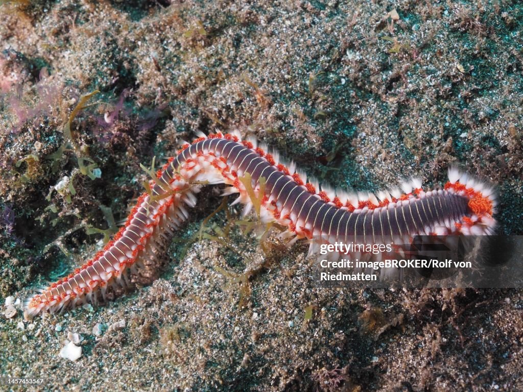 Bearded fireworm (Hermodice carunculata) . Dive site El Cabron Marine Reserve, Arinaga, Gran Canaria, Spain, Atlantic Ocean