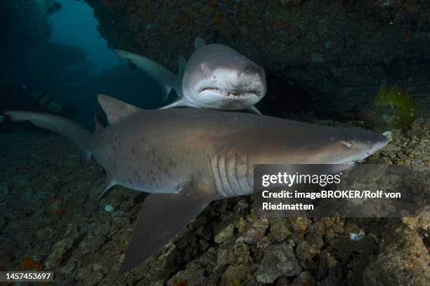 two sand tiger sharks (carcharias taurus) in their den. dive site protea banks, margate, kwazulu natal, south africa - requin tigre des sables photos et images de collection