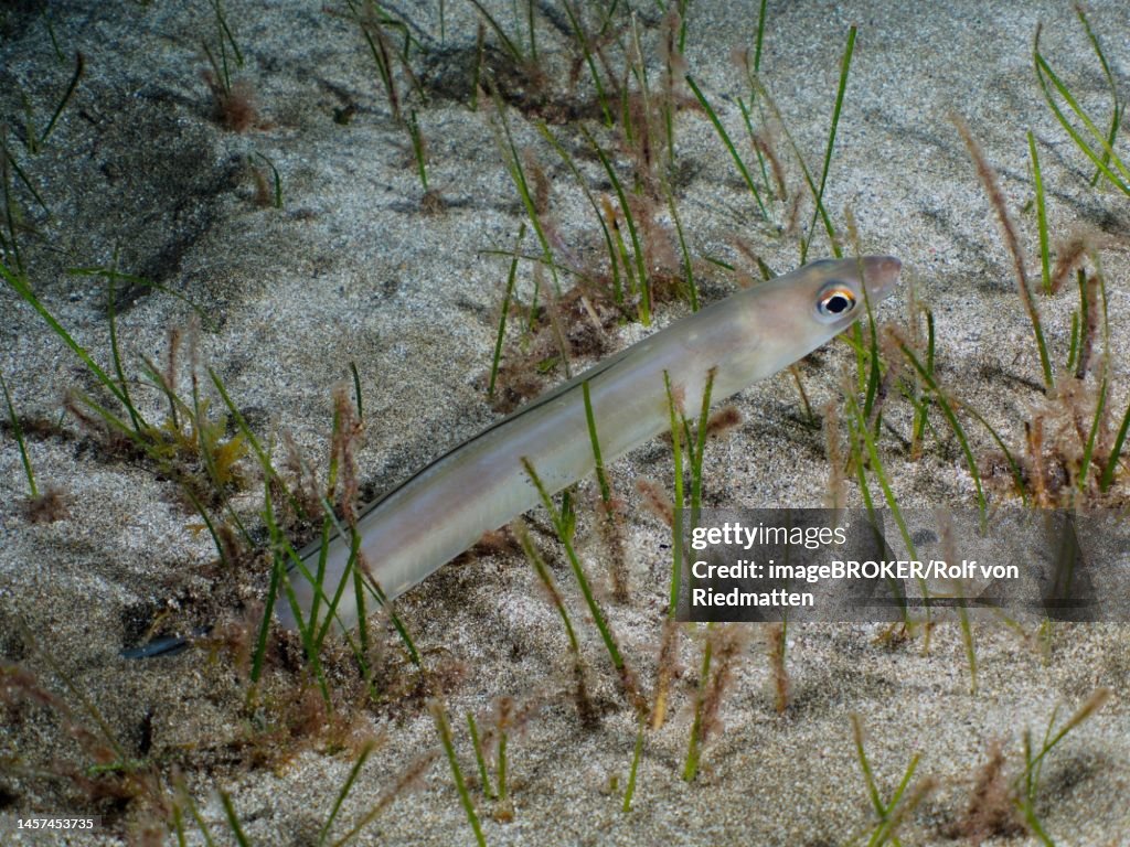 Hiding Golden Balearic Sea Eel (Ariosoma balearicum), conger eel at night. Dive site El Cabron Marine Reserve, Arinaga, Gran Canaria, Spain, Atlantic Ocean