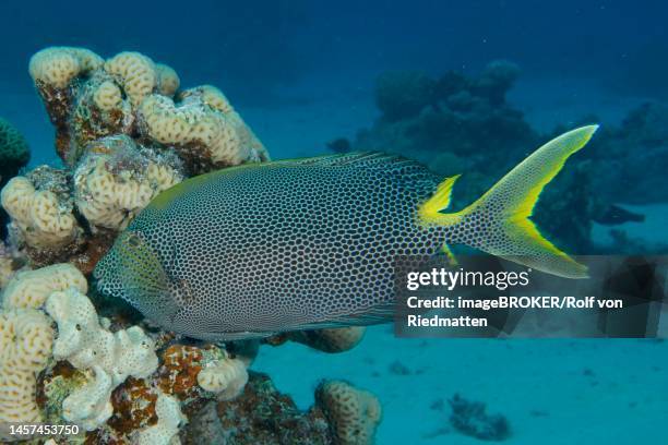 spotted rabbitfish (siganus stellatus laqueus), rabbitfish, dive site house reef mangrove bay, el quesir, egypt, red sea - rabbitfish stock illustrations