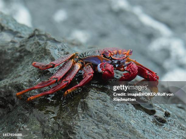 red rock crab (grapsus adscensionis) in the surf of puerto de mogan, gran canaria, spain, atlantic ocean - red rock crab stock illustrations