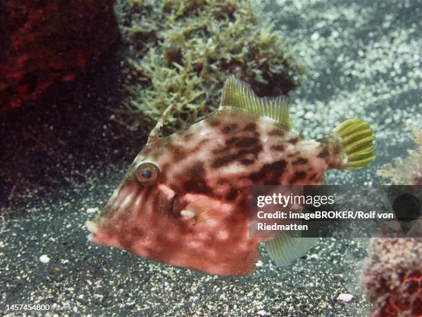 Filefish Drawing Filefish High Res Illustrations - Getty Images