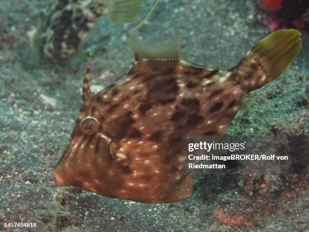Small Filefish Filefish High Res Illustrations - Getty Images