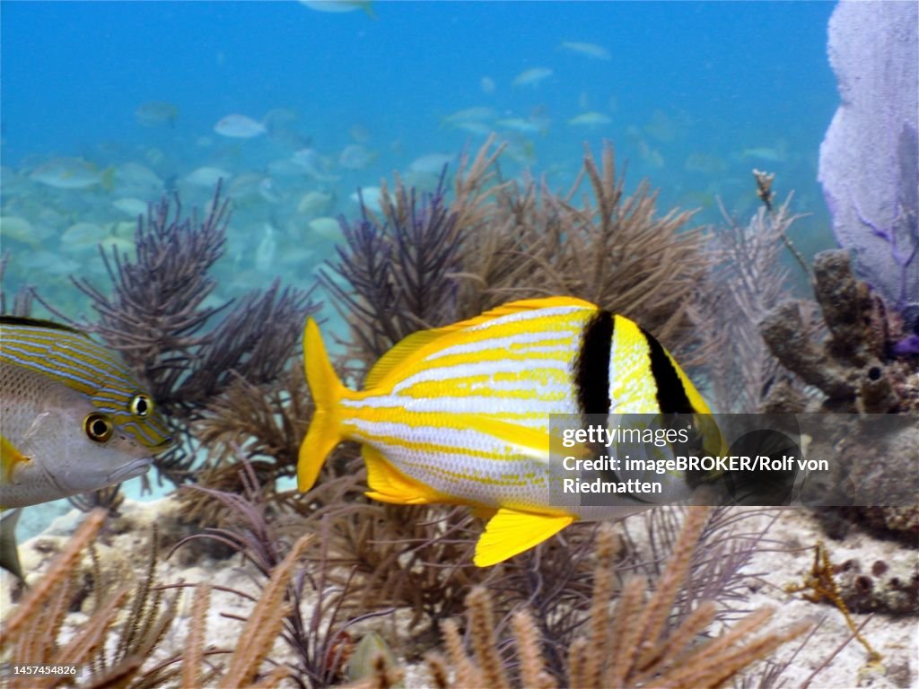 Porkfish (Anisotremus virginicus) . Dive site John Pennekamp Coral Reef State Park, Key Largo, Florida Keys, Florida, USA