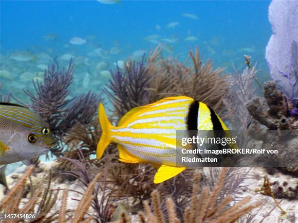porkfish (anisotremus virginicus) . dive site john pennekamp coral reef state park, key largo, florida keys, florida, usa - pork fish stock illustrations
