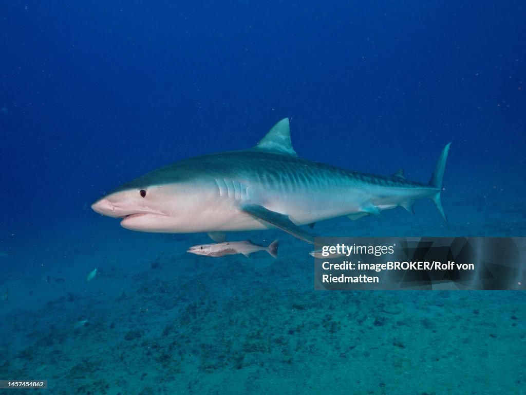 Tiger shark (Galeocerdo cuvier) with suckerfish (Echeneidae), off Jupiter, Florida, USA