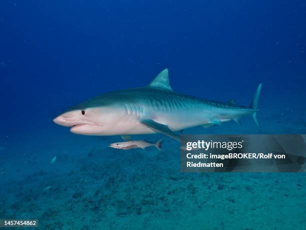 Tiger Shark Off Jupiter Florida Usa, Stock-Foto
