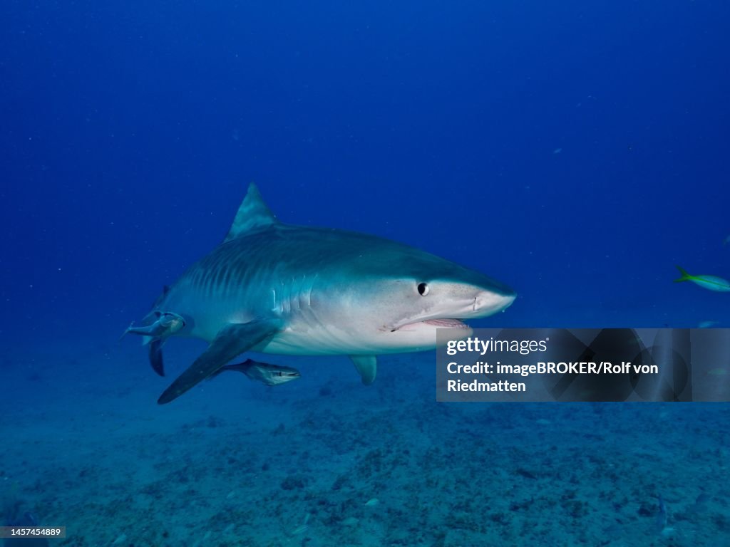 Tiger shark (Galeocerdo cuvier) with suckerfish (Echeneidae), off Jupiter, Florida, USA