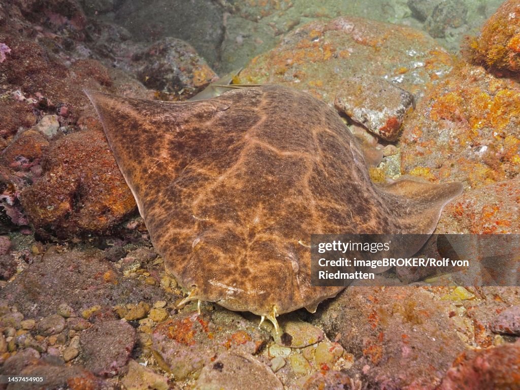 Dormant monkfish (Squatina squatina) . Dive site El Cabron Marine Reserve, Arinaga, Gran Canaria, Spain, Atlantic Ocean