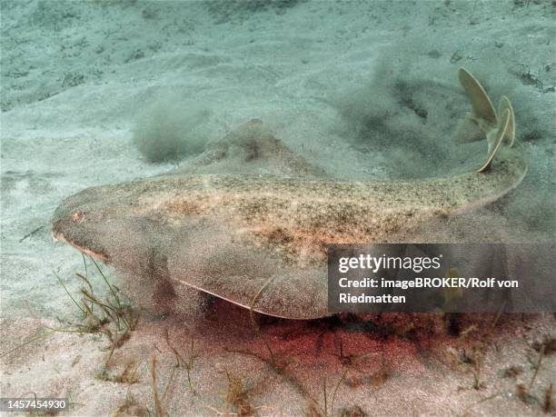 monkfish (squatina squatina) on the run. dive site el cabron marine reserve, arinaga, gran canaria, spain, atlantic ocean - monkfish stock-grafiken, -clipart, -cartoons und -symbole