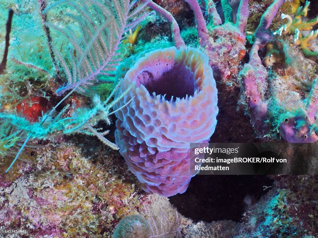Purple vase sponge (Callyspongia plicifera) . Dive site John Pennekamp Coral Reef State Park, Key Largo, Florida Keys, Florida, USA