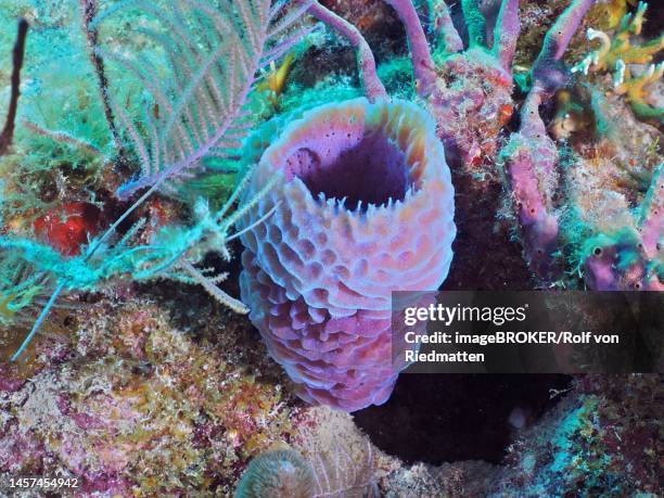 Purple Vase Sponge Dive Site John Pennekamp Coral Reef State Park Key ...