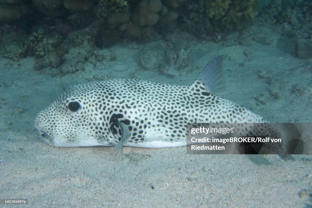 Star puffer (Arothron stellatus) . Dive site House Reef Mangrove Bay, El Quesir, Egypt, Red Sea