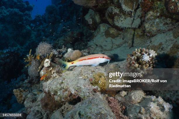 red sea goatfish (parupeneus forsskali) . dive site house reef mangrove bay, el quesir, egypt, red sea - parupeneus stock illustrations