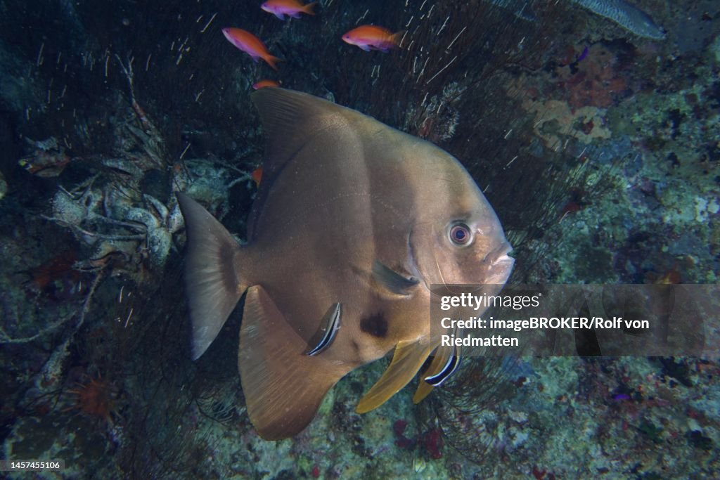 Orbicular batfish (Platax orbicularis) at cleaner station. Dive site Thistlegorm wreck, Sinai, Egypt, Red Sea