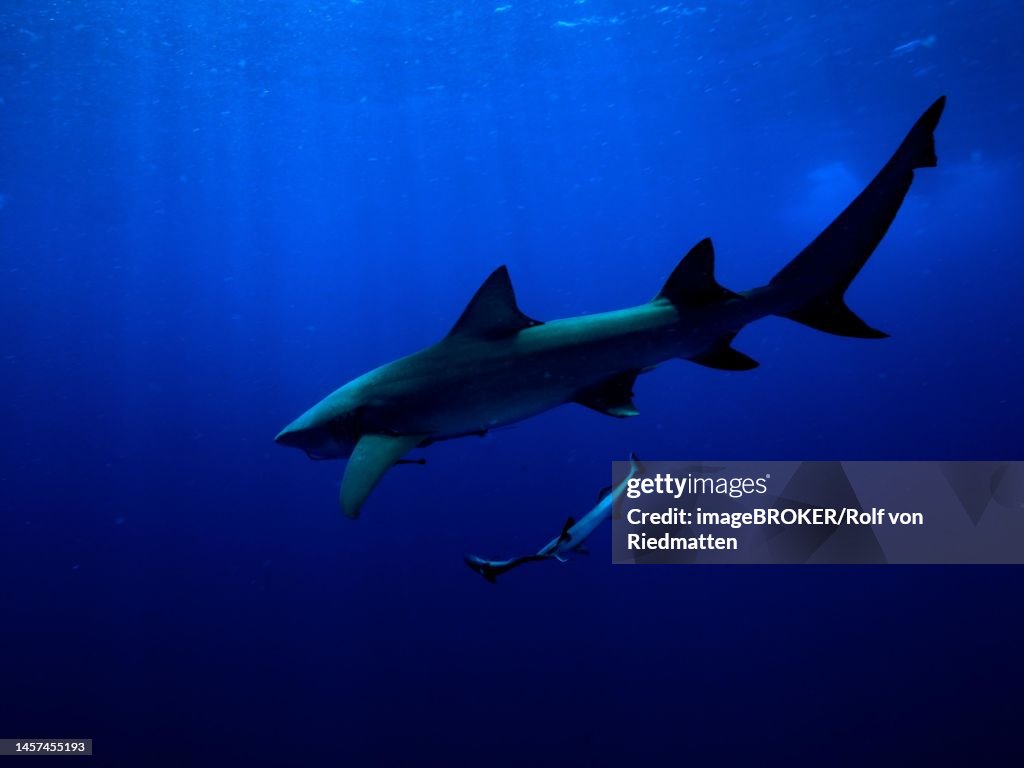 Lemon shark (Negaprion brevirostris) in backlight, off Jupiter, Florida, USA
