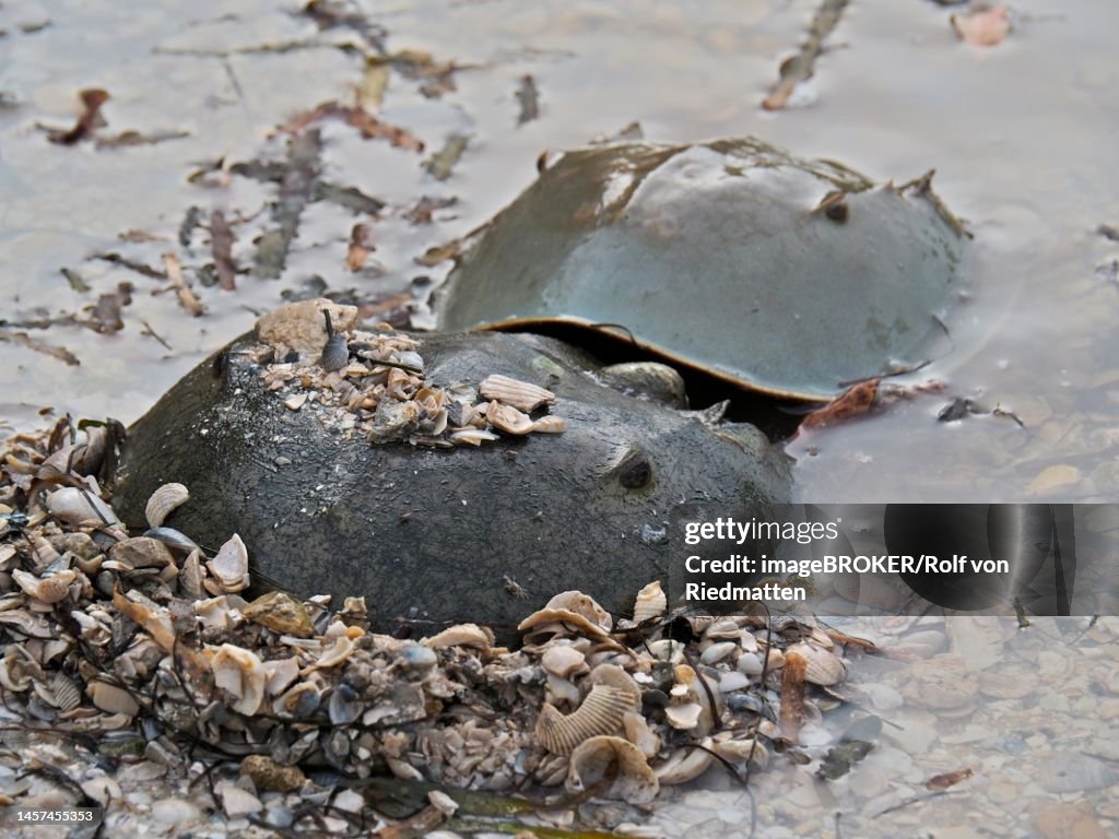 Two Atlantic horseshoe crabs (Limulus polyphemus) on the beach of Sanibel Island, Florida, USA