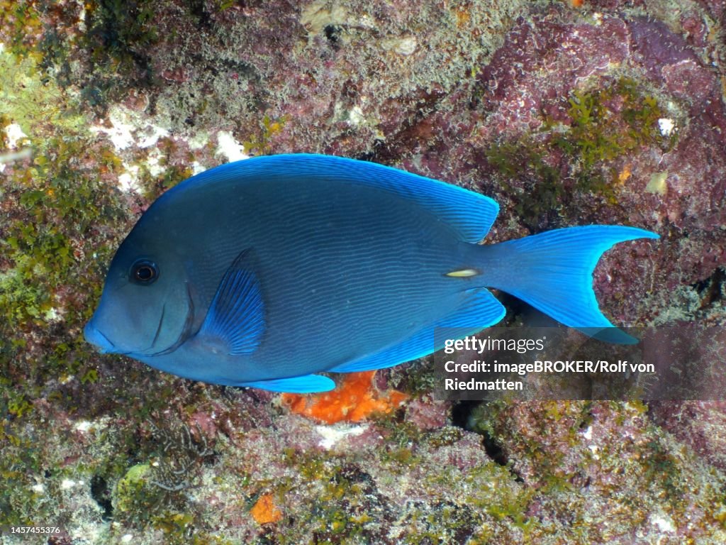 Atlantic blue tang (Acanthurus coeruleus) . Dive site John Pennekamp Coral Reef State Park, Key Largo, Florida Keys, Florida, USA