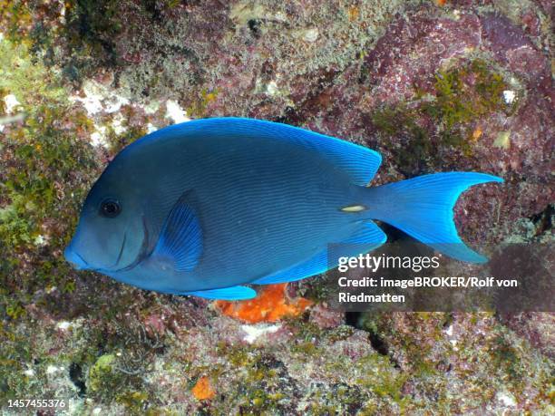 atlantic blue tang (acanthurus coeruleus) . dive site john pennekamp coral reef state park, key largo, florida keys, florida, usa - atlantic blue tang stock illustrations