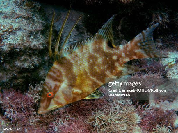hogfish (lachnolaimus maximus) . changes colour. dive site john pennekamp coral reef state park, key largo, florida keys, florida, usa - florida keys stock illustrations