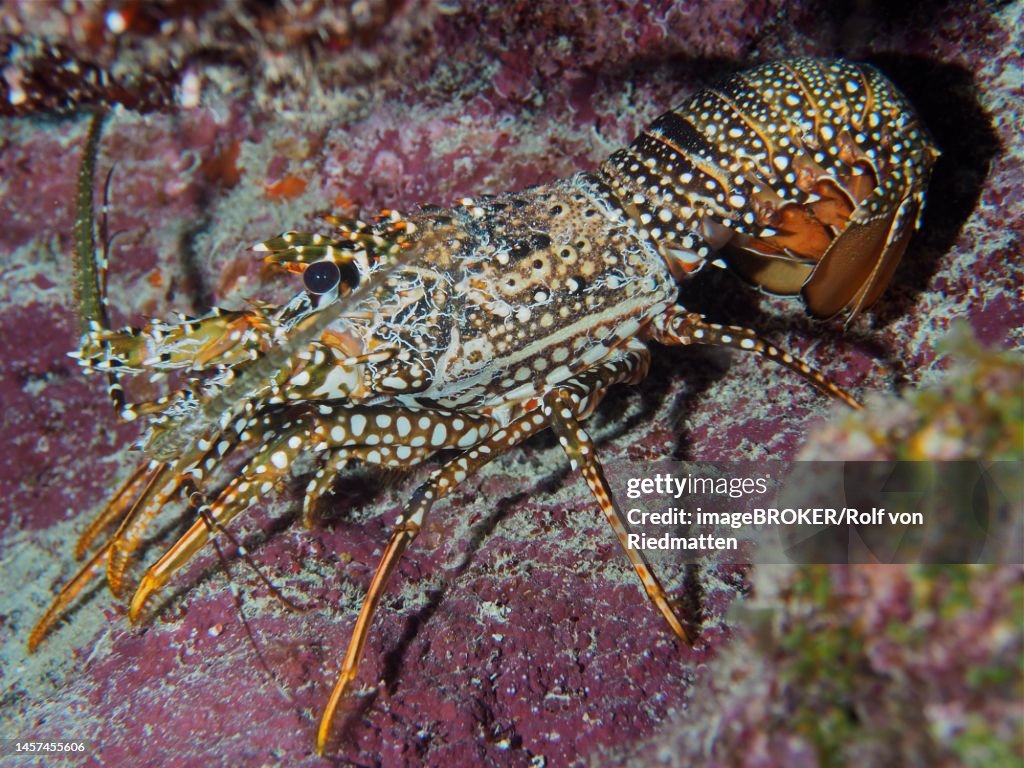 Guinea chick crayfish (Panulirus guttatus) . Dive site John Pennekamp Coral Reef State Park, Key Largo, Florida Keys, Florida, USA