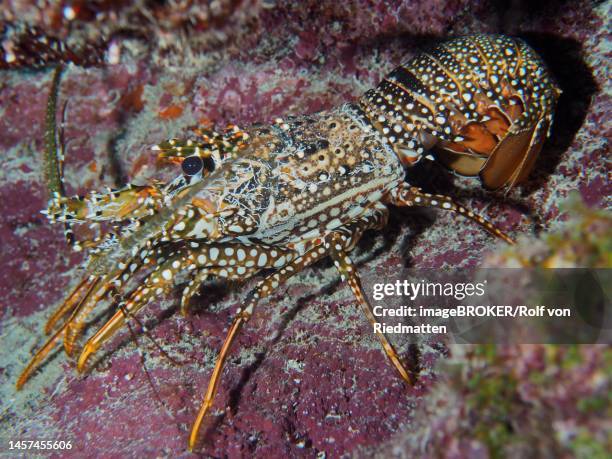 guinea chick crayfish (panulirus guttatus) . dive site john pennekamp coral reef state park, key largo, florida keys, florida, usa - spotted lobster stock illustrations