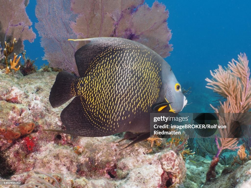 French angelfish (Pomacanthus paru) in front of common sea fan (Gorgonia ventalina) . Dive site John Pennekamp Coral Reef State Park, Key Largo, Florida Keys, Florida, USA