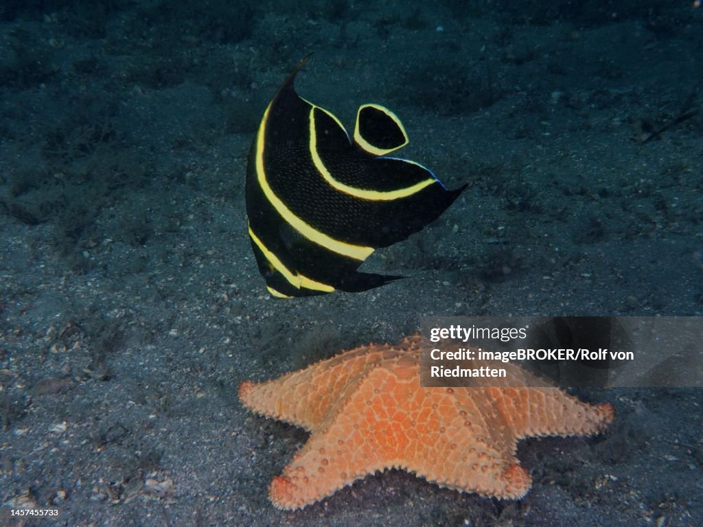 Juvenile French angelfish (Pomacanthus paru) and wetted pillow star (Oreaster reticulatus) at night. Dive site Blue Heron Bridge, Phil Foster Park, Riviera Beach, Florida, USA