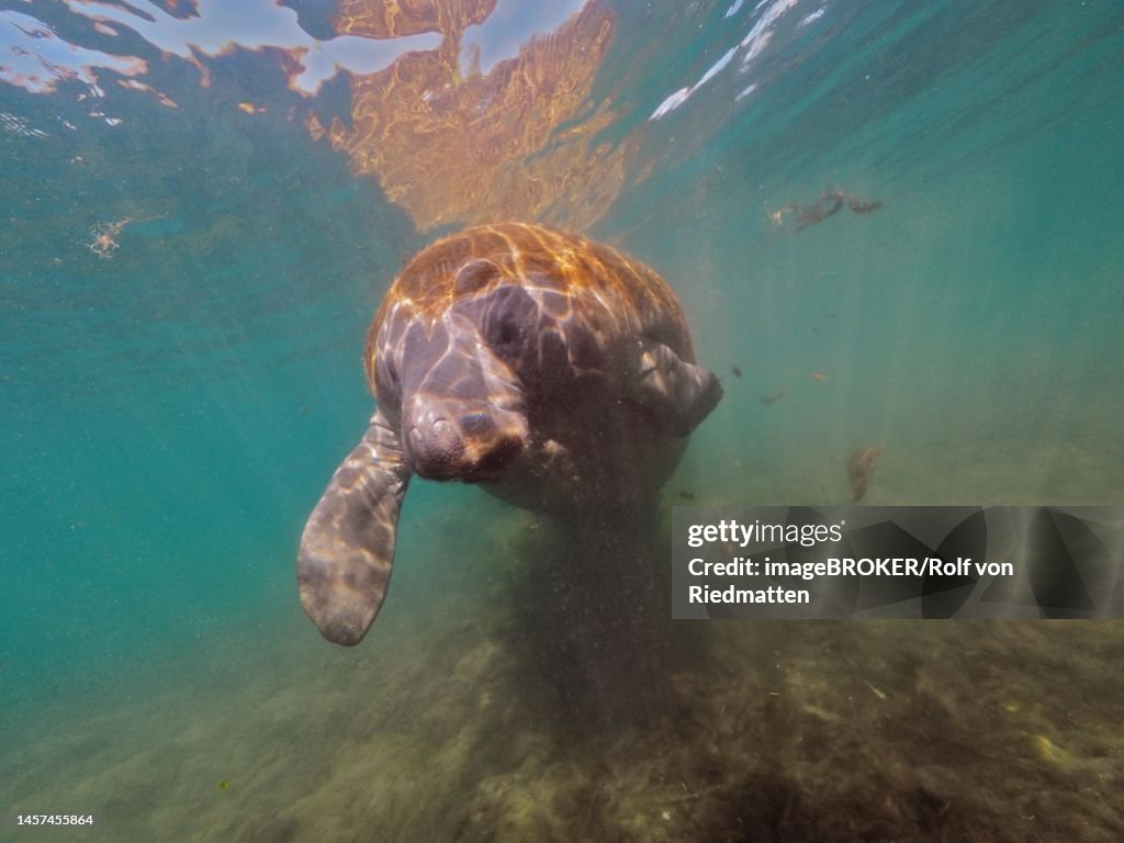West indian manatee (Trichechus manatus) in the Crystal River, Florida, USA