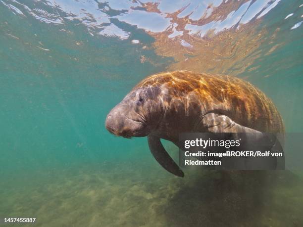 west indian manatee (trichechus manatus) in the crystal river, florida, usa - florida manatee stock illustrations