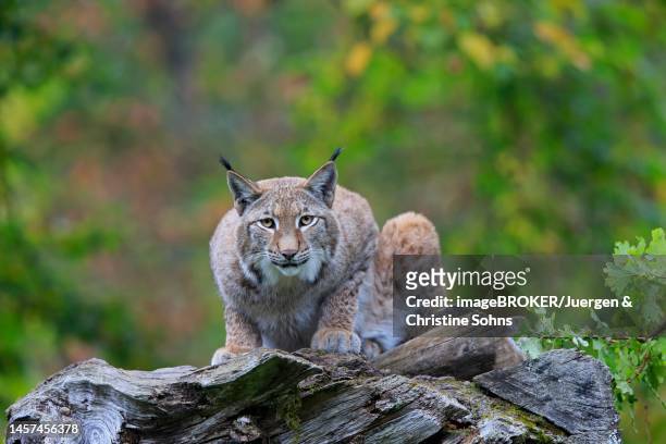 eurasian lynx (lynx lynx), adult, sitting on dead tree trunk, alert, germany - eurasischer luchs stock-fotos und bilder
