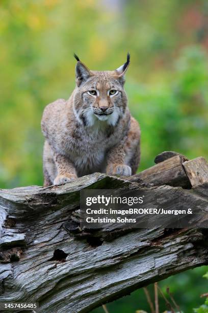 eurasian lynx (lynx lynx), adult, sitting on dead tree trunk, alert, germany - eurasian lynx stock-fotos und bilder