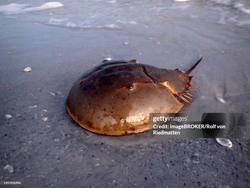 Atlantic horseshoe crab (Limulus polyphemus) on the beach of Sanibel Island, Florida, USA