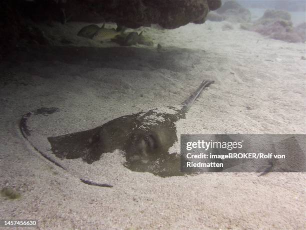 american stingray (hypanus americanus) resting buried in the sand. dive site john pennekamp coral reef state park, key largo, florida keys, florida, usa - florida keys stock illustrations